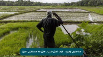 محاصيل وفيرة.. كيف تغيّر تقنيات الزراعة مستقبل الأرز؟